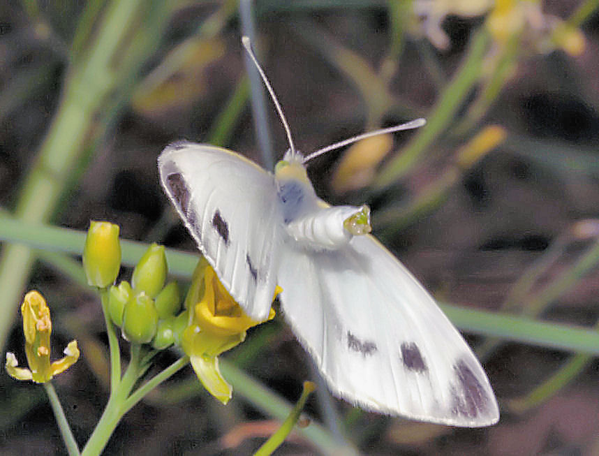 Farfalle in accoppiamento